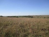 Native grass in pasture